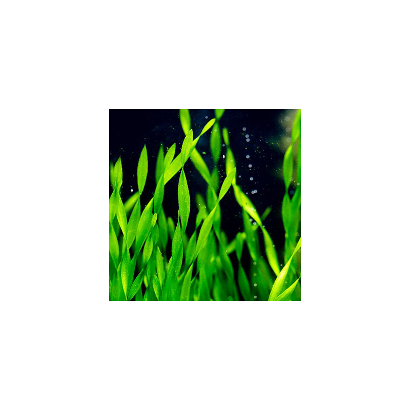 Vallisneria twisted – Plante torsadée pour aquarium Vallisneria twisted – Plante torsadée pour aquarium