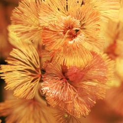 Cabomba furcata rouge – Plante rouge pour aquarium