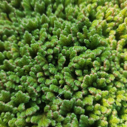 Azolla caroliniana – Plante flottante pour aquarium et bassin