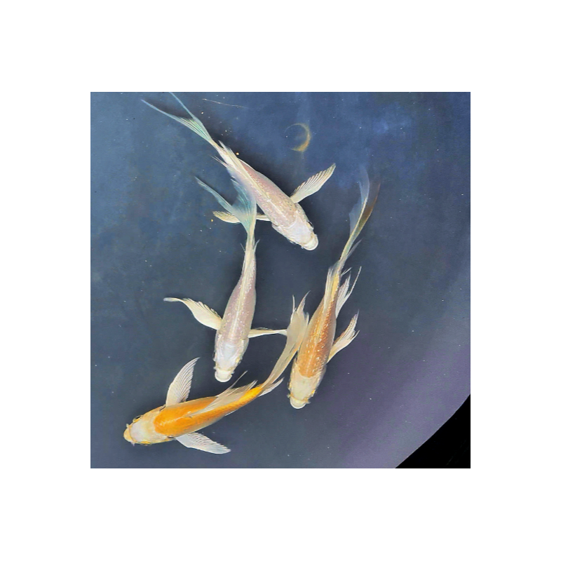 Koï voile Ogon / Platinium AA – Carpe Koï de bassin jaune ou blanche Koï voile Ogon / Platinium AA – Carpe Koï de bassin jaune ou blanche