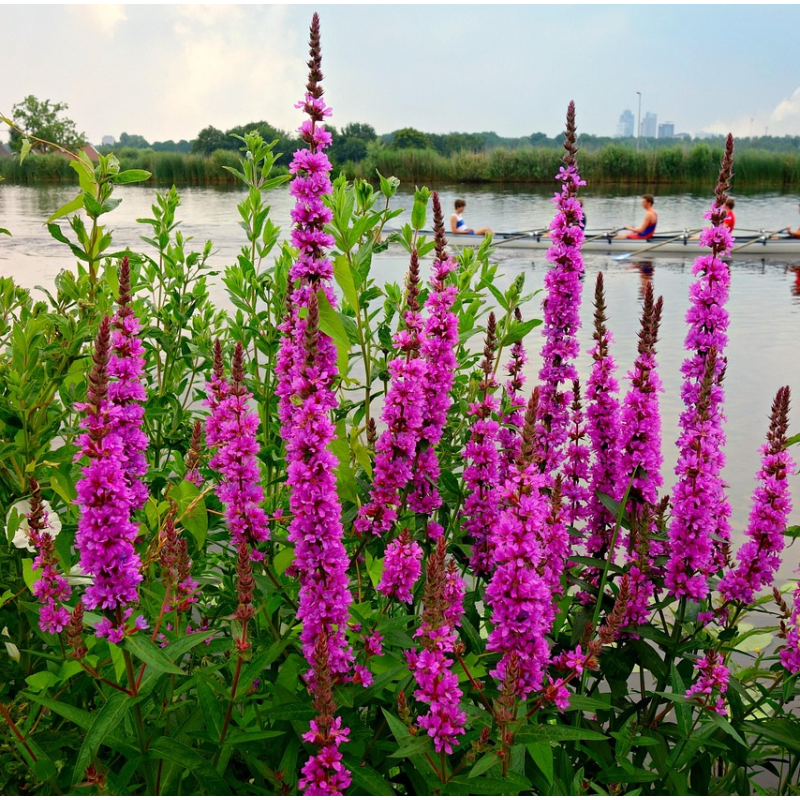 Lythrum salicaria – Plante de bassin à fleurs fuchsia pour berges Lythrum salicaria – Plante de bassin à fleurs fuchsia pour berges