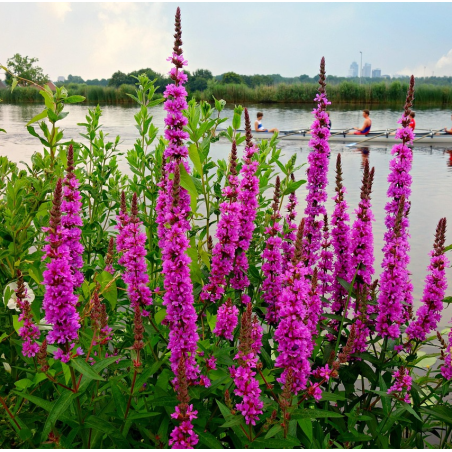 Lythrum salicaria – Plante de bassin à fleurs fuchsia pour berges