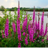 Lythrum salicaria – Plante de bassin à fleurs fuchsia pour berges
