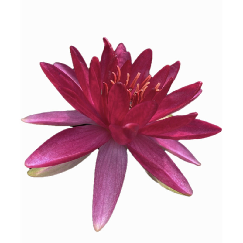 Nymphaea 'Perry’s Red Glow' – Nénuphar rouge pour bassin 20 à 50 cm Nymphaea 'Perry’s Red Glow' – Nénuphar rouge pour bassin 20 à 50 cm