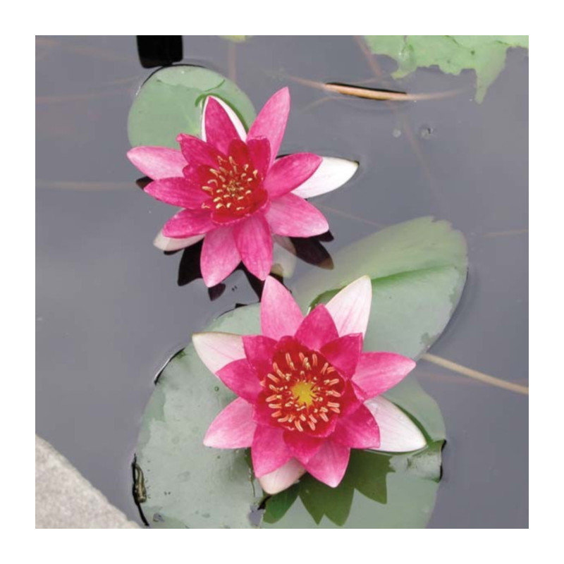 Nymphaea pygmaea 'Rubra' – Nénuphar nain rouge pour bassin