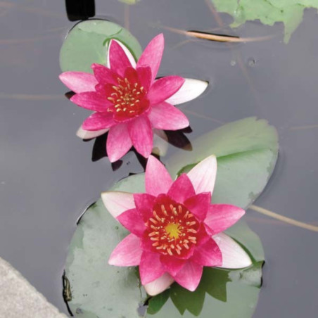 Nymphaea pygmaea 'Rubra' – Nénuphar nain rouge pour bassin