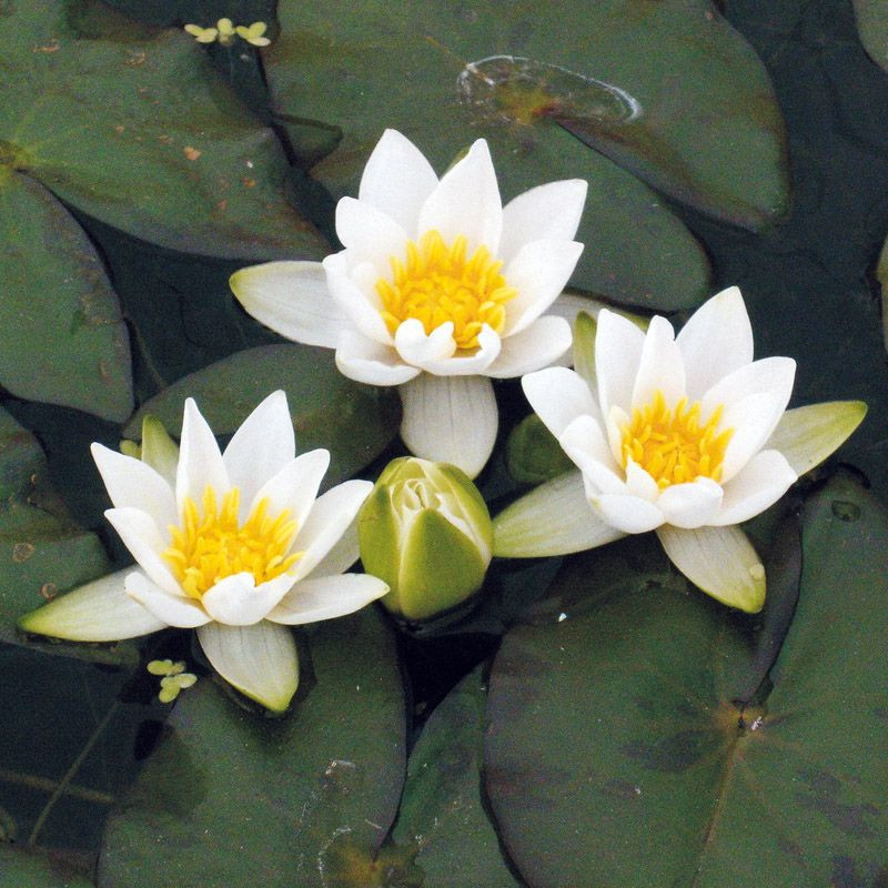 Nymphaea pygmaea 'Alba' – Nénuphar nain blanc pour petit bassin