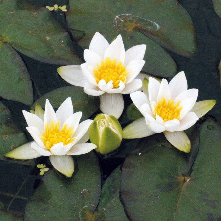 Nymphaea pygmaea 'Alba' – Nénuphar nain blanc pour petit bassin