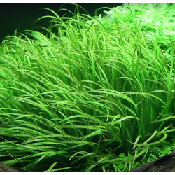 Blyxa japonica – Plante gazonnante herbacée pour aquarium