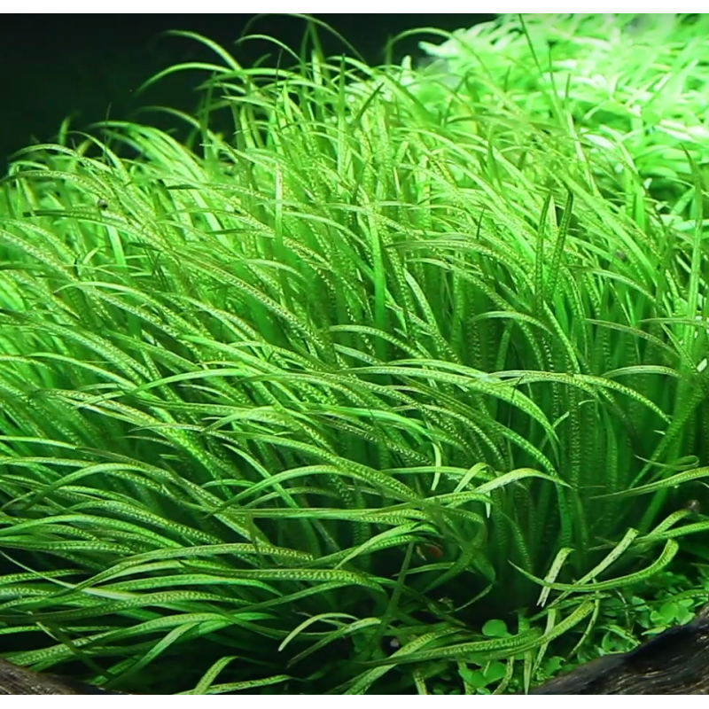 Blyxa japonica – Plante gazonnante herbacée pour aquarium Blyxa japonica – Plante gazonnante herbacée pour aquarium