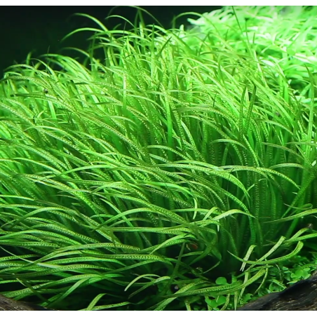 Blyxa japonica – Plante gazonnante herbacée pour aquarium