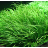 Blyxa japonica – Plante gazonnante herbacée pour aquarium