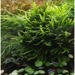 Microsorum pteropus 'Trident'