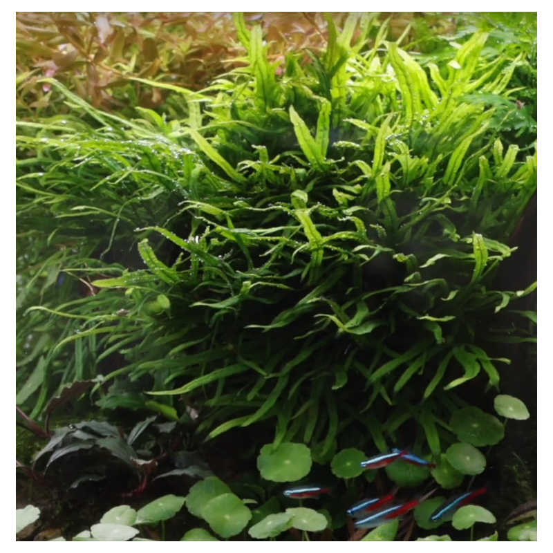 Microsorum pteropus 'Trident' Microsorum pteropus 'Trident'