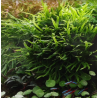 Microsorum pteropus 'Trident'