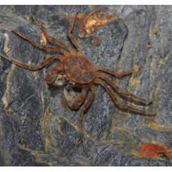 Limnopilos naiyanetri – Micro-crabe araignée 100% aquatique pour nano