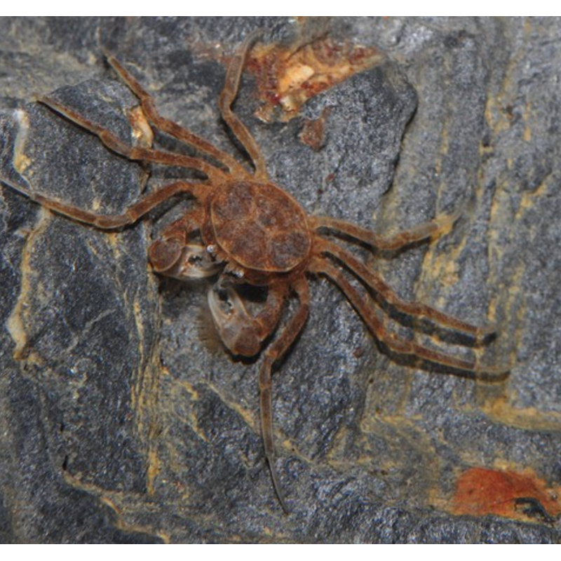 Limnopilos naiyanetri – Micro-crabe araignée 100% aquatique pour nano Limnopilos naiyanetri – Micro-crabe araignée 100% aquatique pour nano
