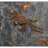Limnopilos naiyanetri – Micro-crabe araignée 100% aquatique pour nano