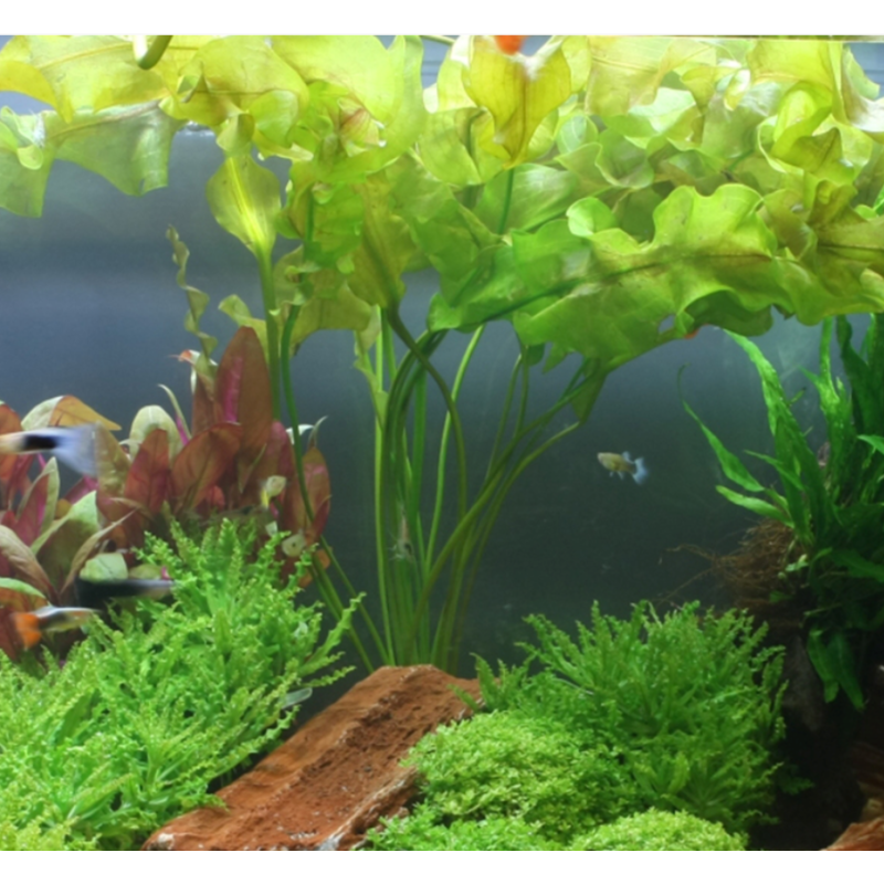 Aponogeton ulvaceus – Plante bulbeuse à grandes feuilles ondulantes