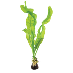 Aponogeton ulvaceus – Plante bulbeuse à grandes feuilles ondulantes