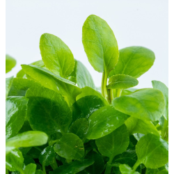Lobelia cardinalis 'Mini' – Plante compacte pour avant-plan d’aquarium
