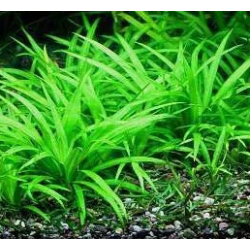 Echinodorus magdalenensis – Plante basse pour avant-plan d’aquarium