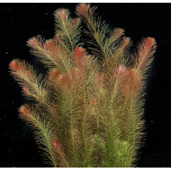 Rotala wallichii – Plante fine et rouge pour aquarium planté high-tech