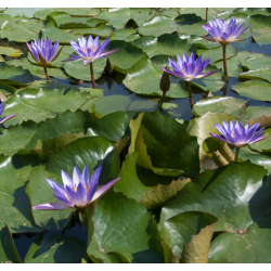 Nymphaea exotique bleu – Nénuphar tropical non rustique pour bassin
