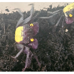 Crabe Vampire (Geosesarma dennerle) – Crabe semi-terrestre coloré