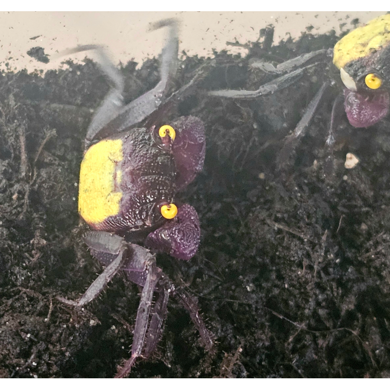 Crabe Vampire (Geosesarma dennerle) – Crabe semi-terrestre coloré Crabe Vampire (Geosesarma dennerle) – Crabe semi-terrestre coloré