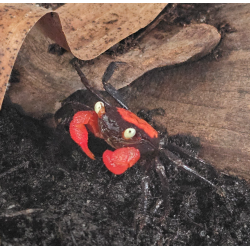 Crabe Red Devil Vampire (Geosesarma hagen) – Crabe pour paludarium
