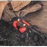 Crabe Red Devil Vampire (Geosesarma hagen) – Crabe pour paludarium