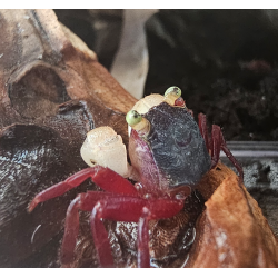 Crabe White Mandarin Vampire (Geosesarma pontianak) – Crabe pour palu
