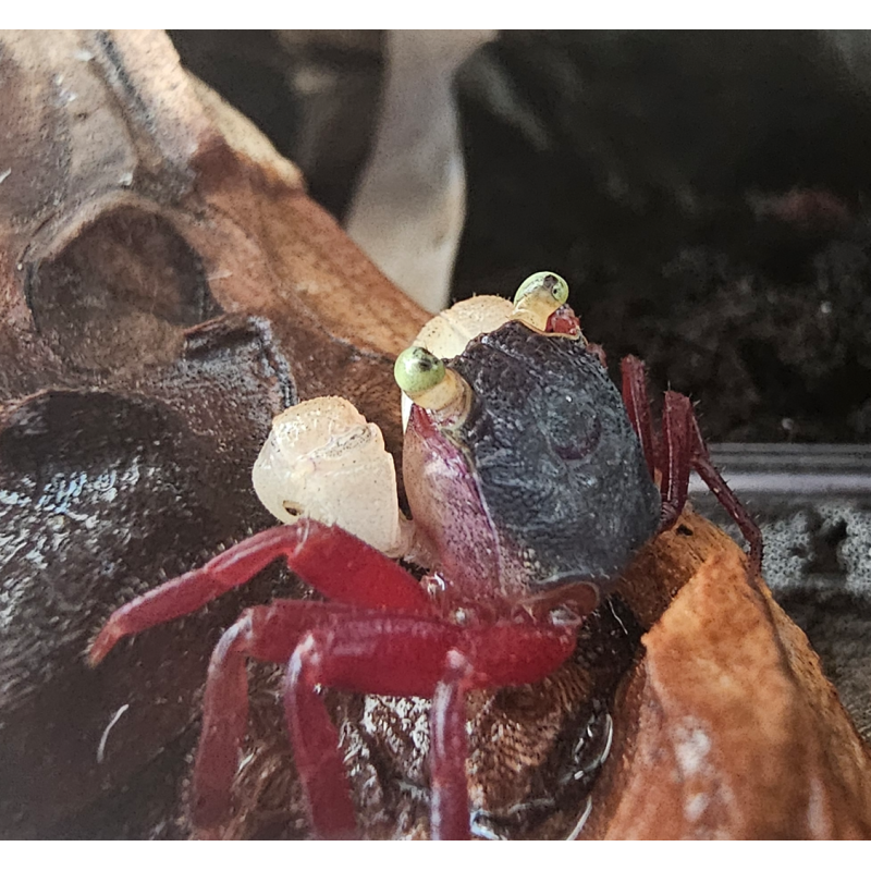 Crabe White Mandarin Vampire (Geosesarma pontianak) – Crabe pour palu