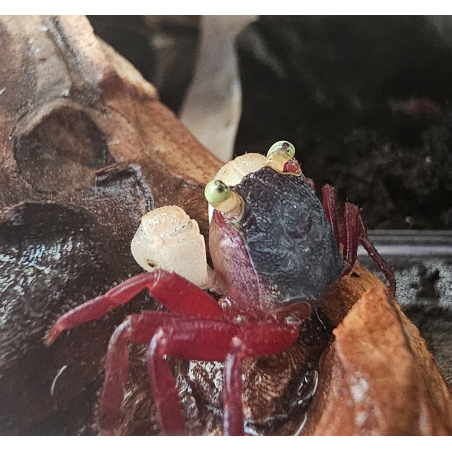 Crabe White Mandarin Vampire (Geosesarma pontianak) – Crabe pour palu