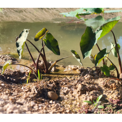 Colocasia esculenta 'Dark' – Oreille d’éléphant pourpre pour bassin