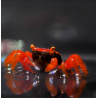 Crabe Tomato Vampire (Geosesarma dennerle) – Crabe rouge pour palu