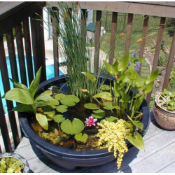 Pack Équilibre Aquatique – 5 Plantes Essentielles pour Bassin