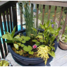 Pack Équilibre Aquatique – 5 Plantes Essentielles pour Bassin