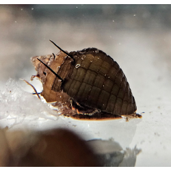 Thiara cancellata – Escargot décoratif utile et non envahissant