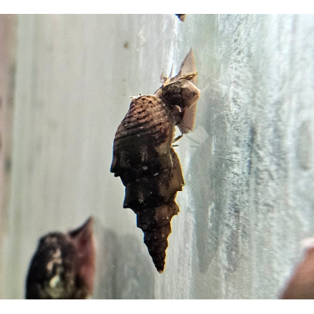 Thiara winteri – Escargot fouisseur discret et non envahissant