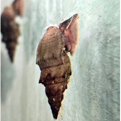 Thiara winteri – Escargot fouisseur discret et non envahissant