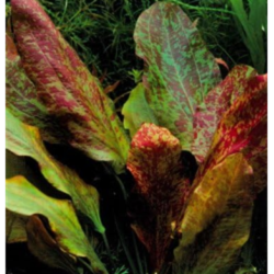 Echinodorus 'Red Flame' – Plante rouge marbrée pour arrière-plan