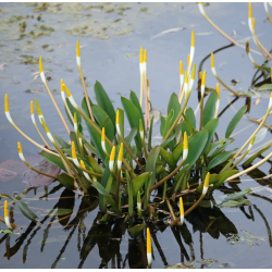 Orontium aquaticum – Flamme d’eau pour bord de bassin et zone humide