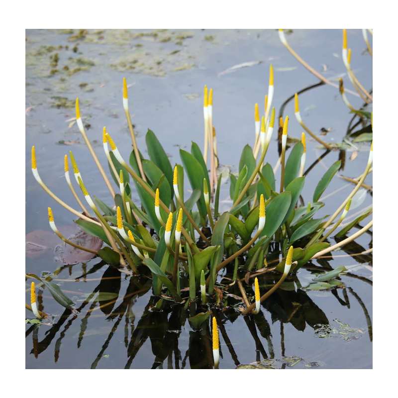 Orontium aquaticum – Flamme d’eau pour bord de bassin et zone humide Orontium aquaticum – Flamme d’eau pour bord de bassin et zone humide