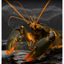 Orange Tip – Cherax snowden : écrevisse d’aquarium spectaculaire