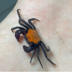 Crabe Halloween Vampire (Geosesarma dennerle) – Crabe Tangerine  coloré