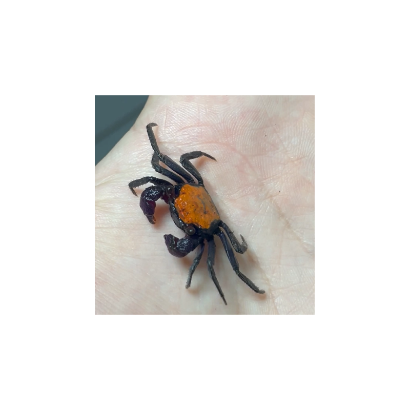 Crabe Halloween Vampire (Geosesarma dennerle) – Crabe Tangerine  coloré