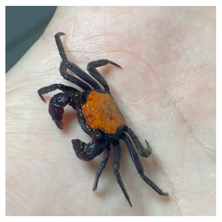 Crabe Halloween Vampire (Geosesarma dennerle) – Crabe Tangerine  coloré