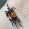 Crabe Halloween Vampire (Geosesarma dennerle) – Crabe Tangerine  coloré